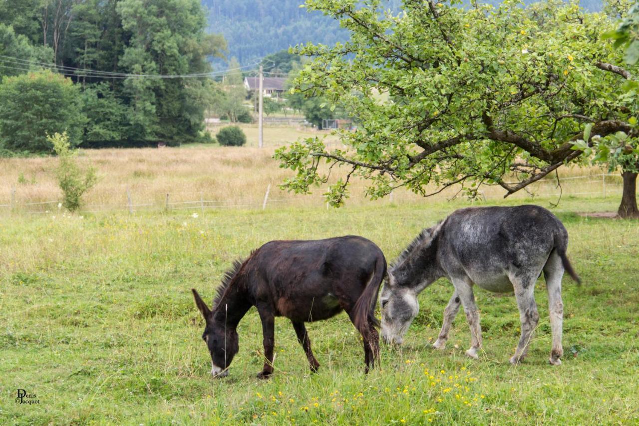 Roulotte Le Temps De Rever Bed & Breakfast Saint-Michel-sur-Meurthe Exterior foto