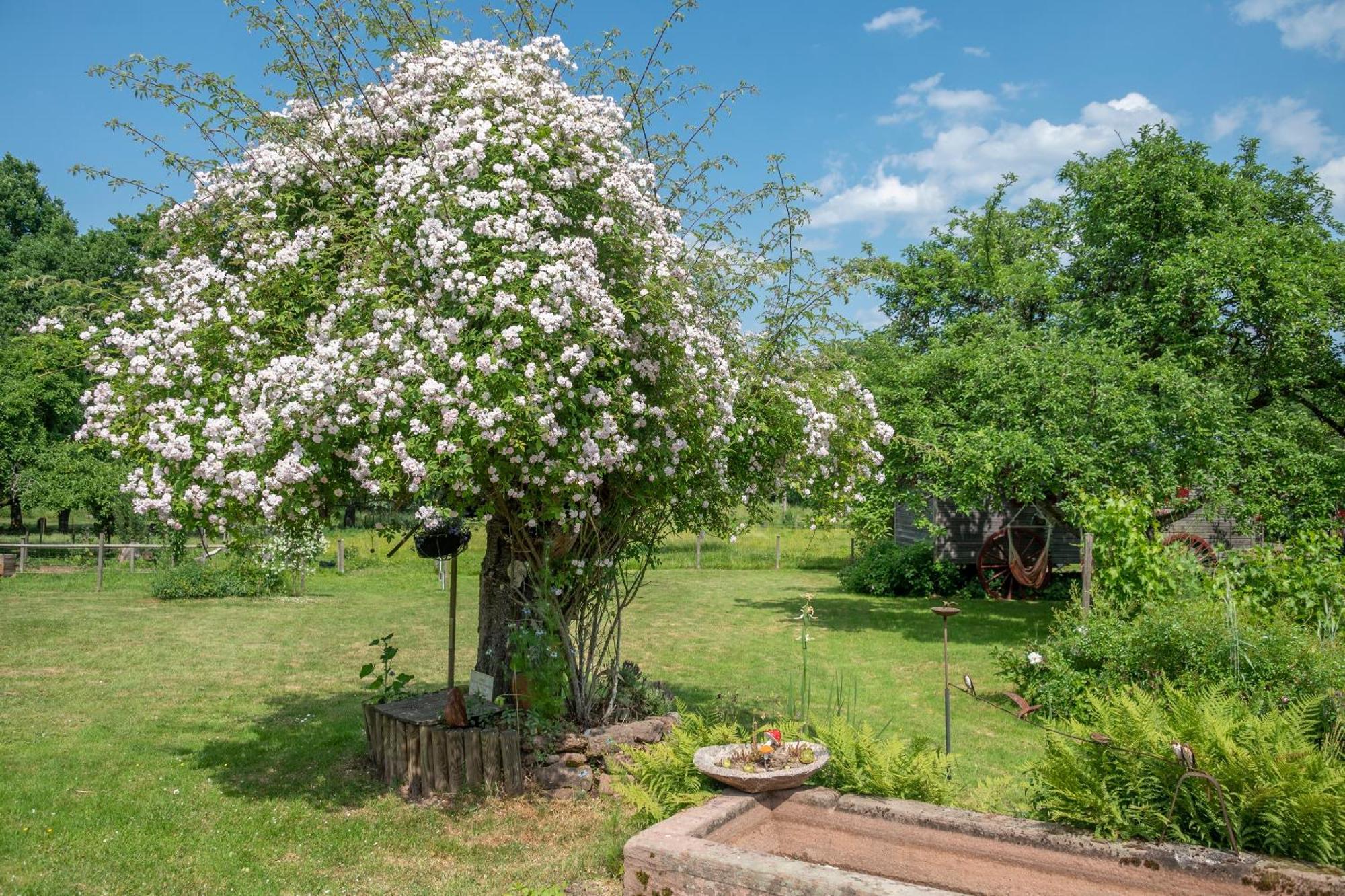 Roulotte Le Temps De Rever Bed & Breakfast Saint-Michel-sur-Meurthe Exterior foto